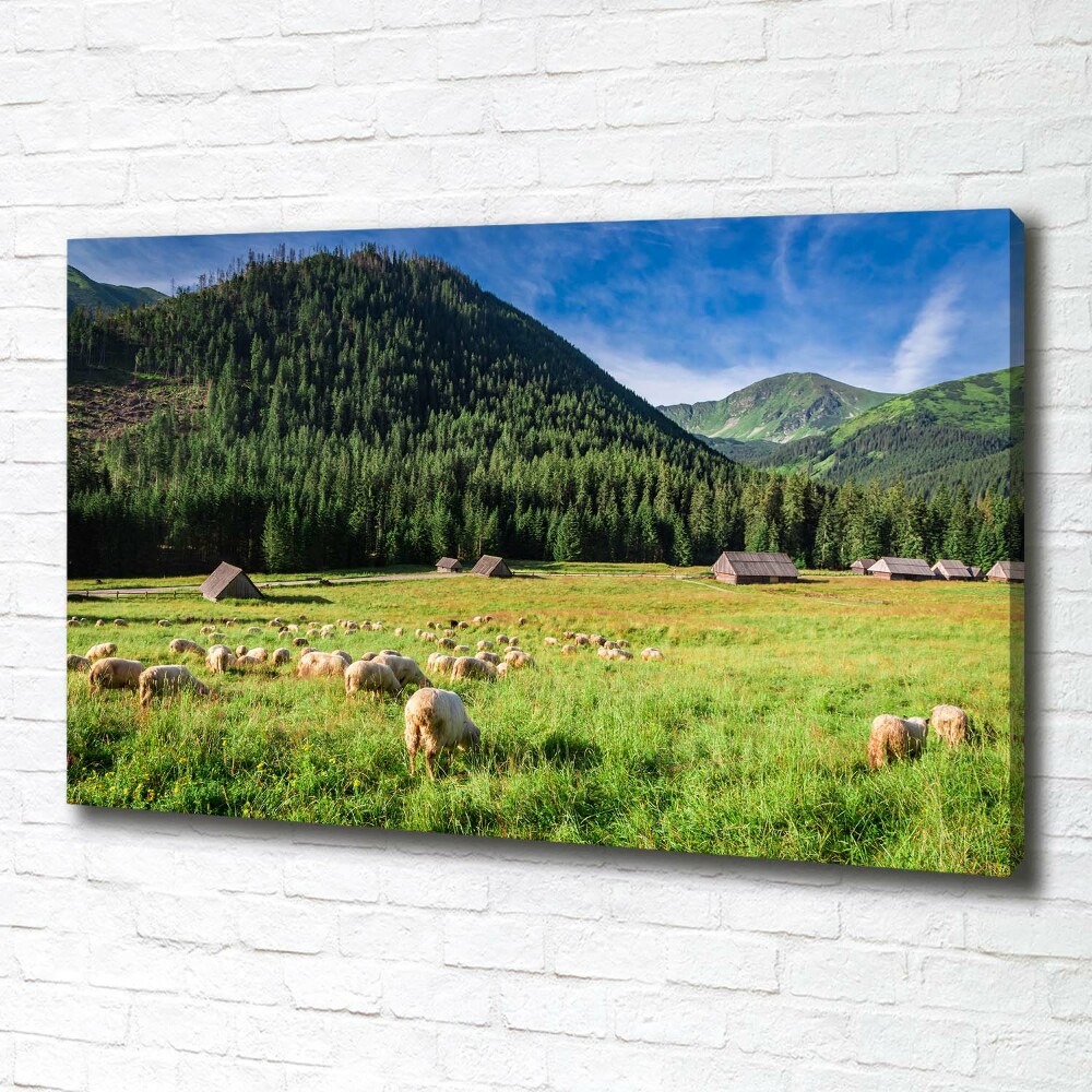 Tableau photo sur toile Mouton dans les Tatras