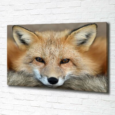 Tableau imprimé sur toile Renard