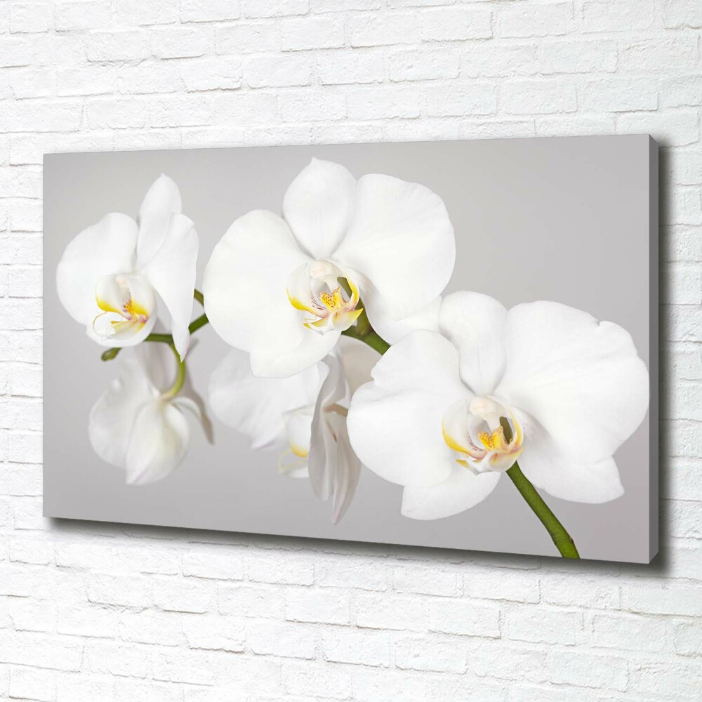 Tableau toile imprimée Orchidée