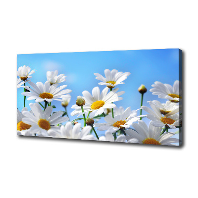 Tableau photo sur toile Marguerites