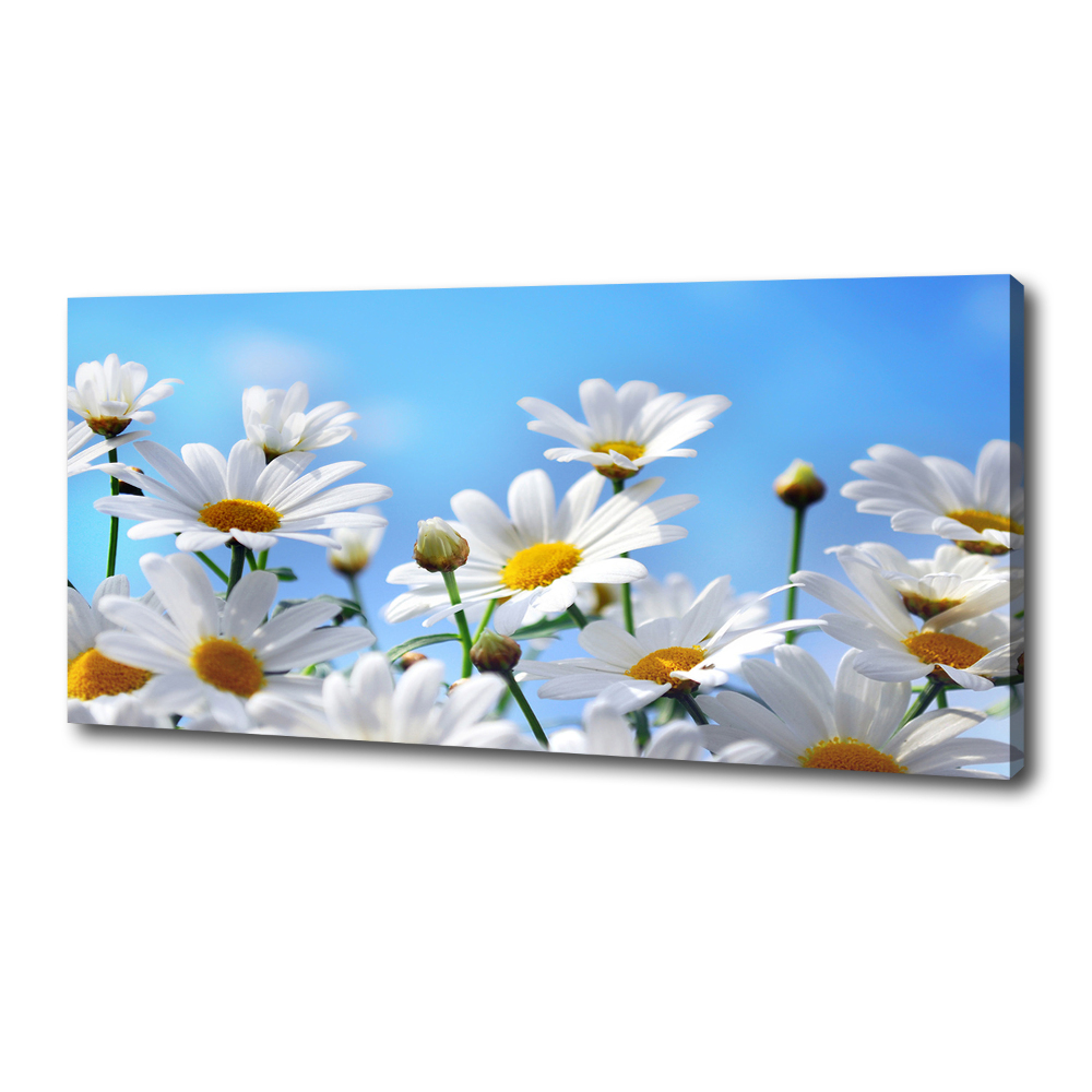 Tableau photo sur toile Marguerites