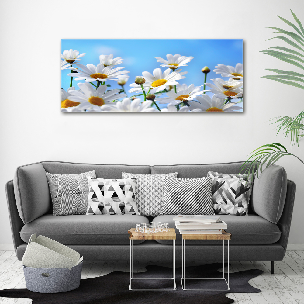 Tableau photo sur toile Marguerites