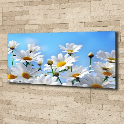 Tableau photo sur toile Marguerites