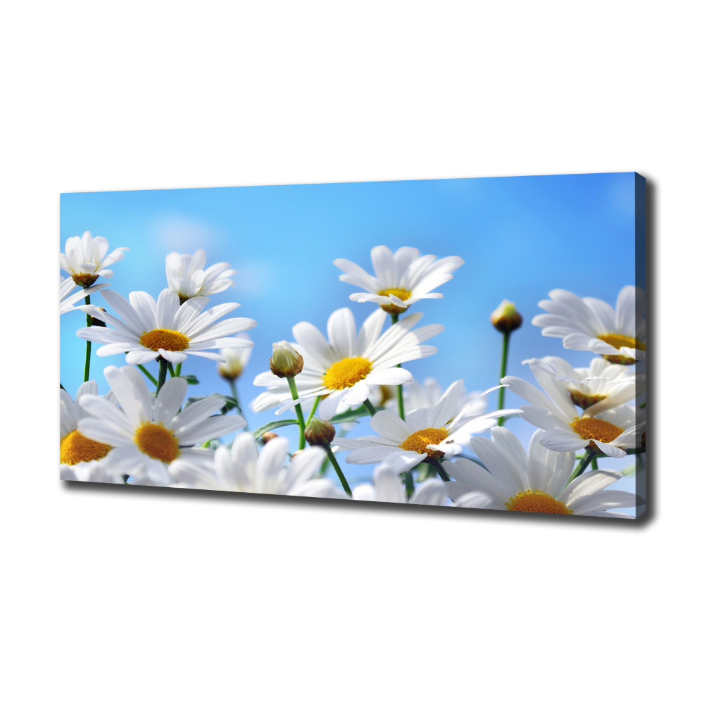 Tableau photo sur toile Marguerites