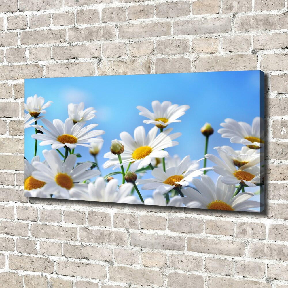 Tableau photo sur toile Marguerites