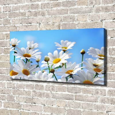 Tableau photo sur toile Marguerites