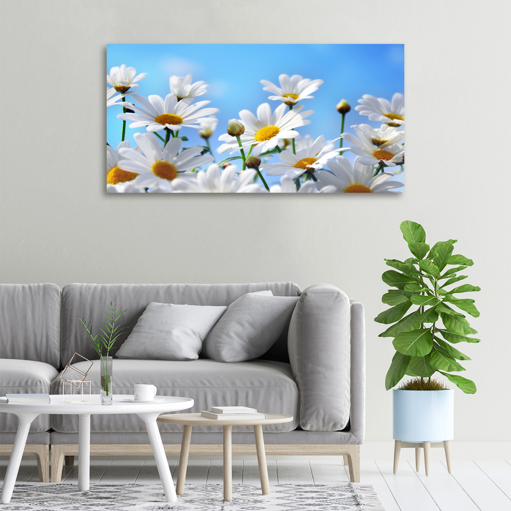 Tableau photo sur toile Marguerites