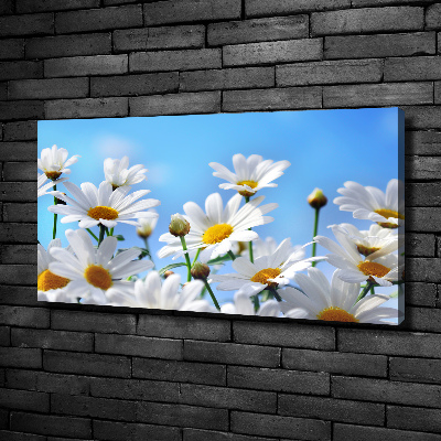 Tableau photo sur toile Marguerites