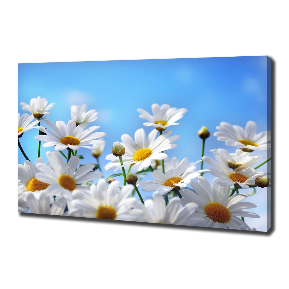 Tableau photo sur toile Marguerites