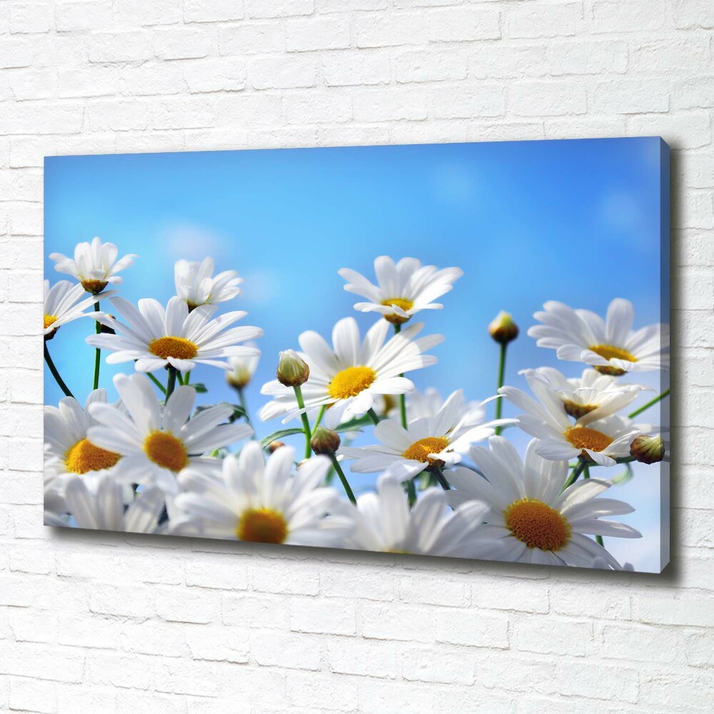 Tableau photo sur toile Marguerites