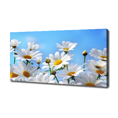 Tableau photo sur toile Marguerites