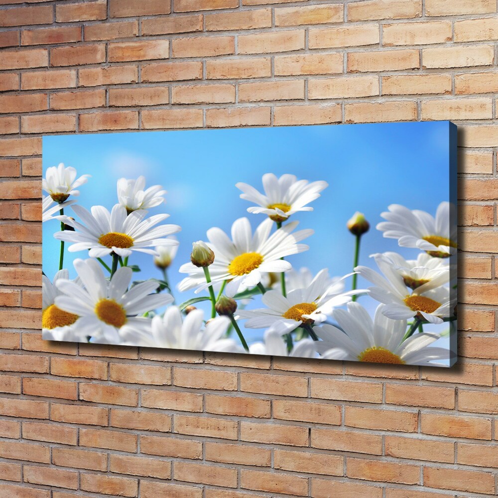 Tableau photo sur toile Marguerites