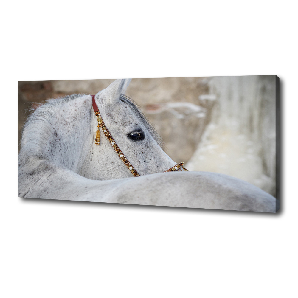 Tableau mural sur toile Cheval arabe blanc