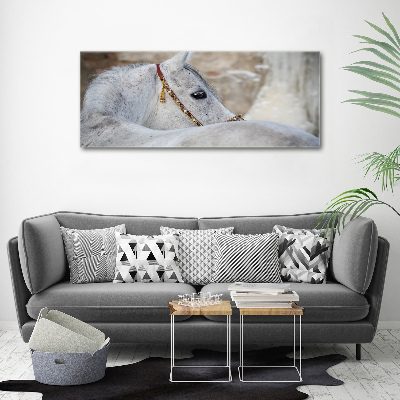 Tableau mural sur toile Cheval arabe blanc