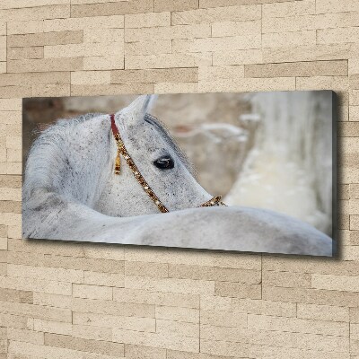 Tableau mural sur toile Cheval arabe blanc