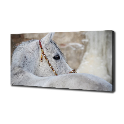 Tableau mural sur toile Cheval arabe blanc