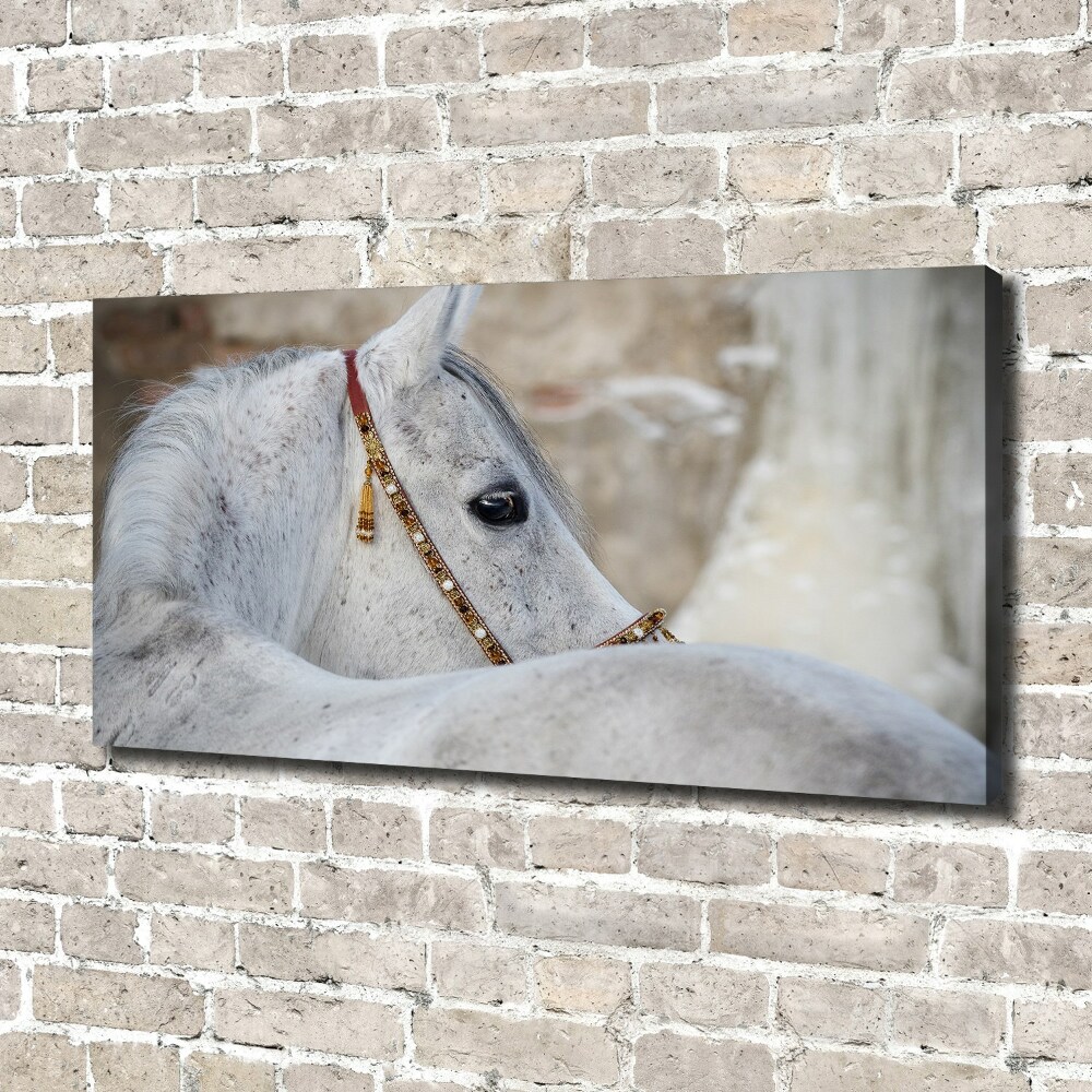 Tableau mural sur toile Cheval arabe blanc