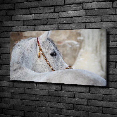 Tableau mural sur toile Cheval arabe blanc