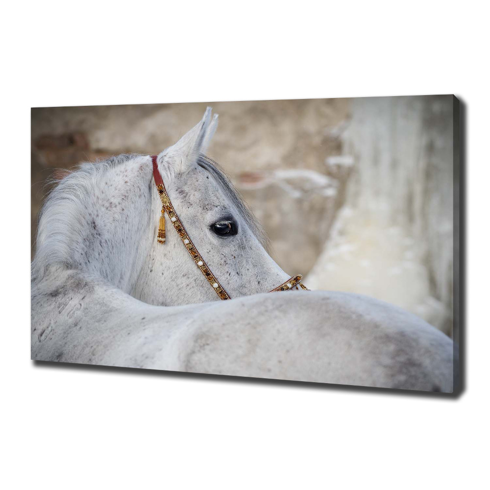 Tableau mural sur toile Cheval arabe blanc