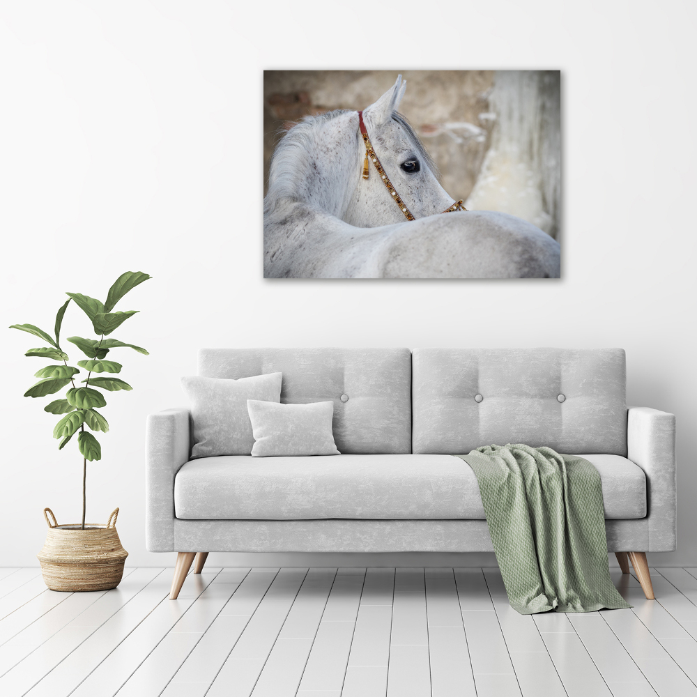 Tableau mural sur toile Cheval arabe blanc