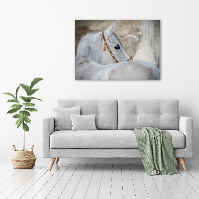 Tableau mural sur toile Cheval arabe blanc