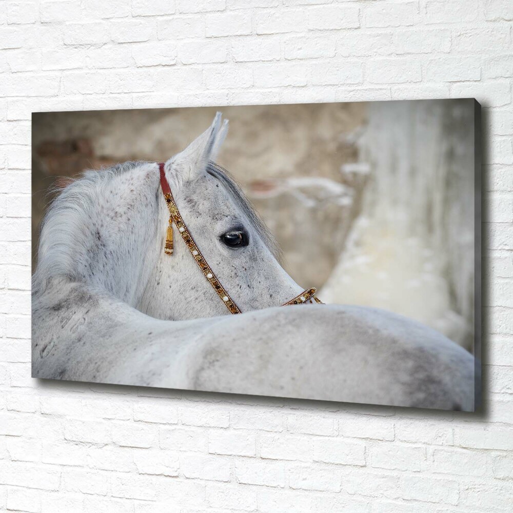 Tableau mural sur toile Cheval arabe blanc