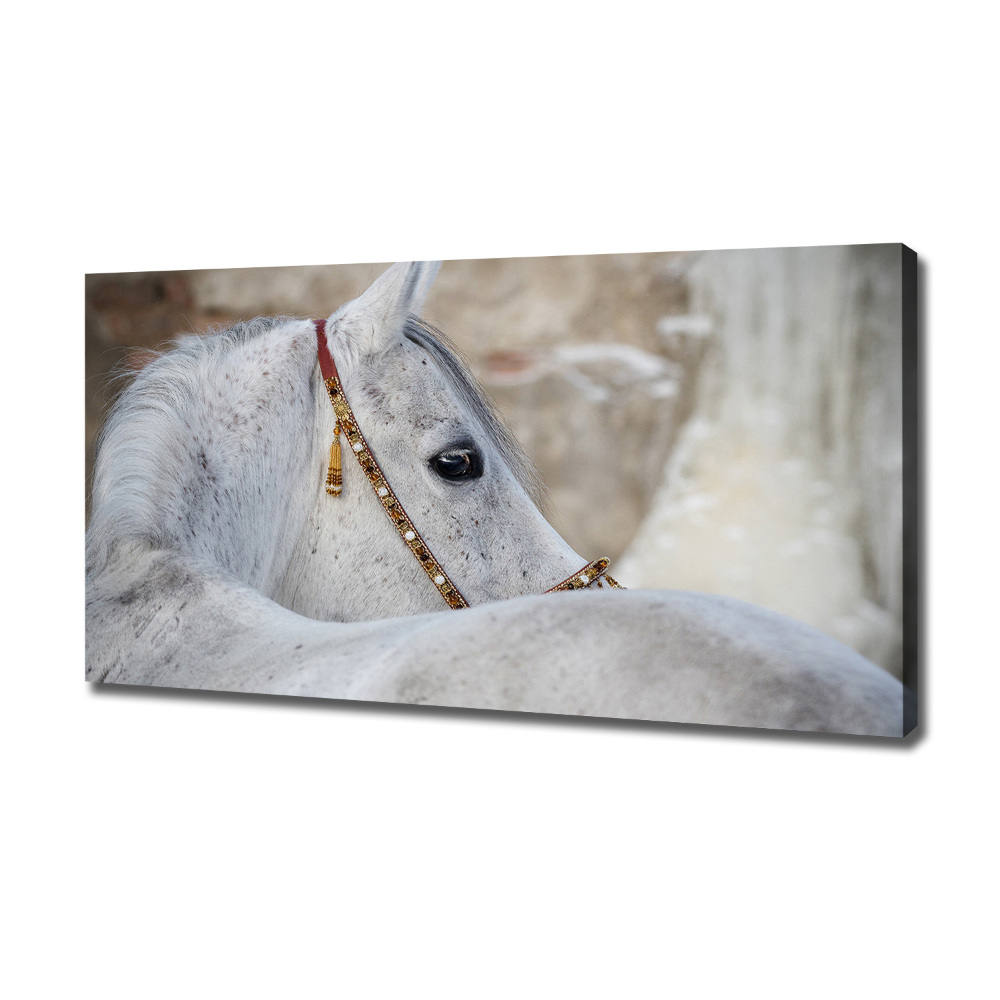 Tableau mural sur toile Cheval arabe blanc