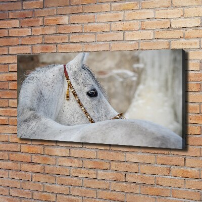 Tableau mural sur toile Cheval arabe blanc