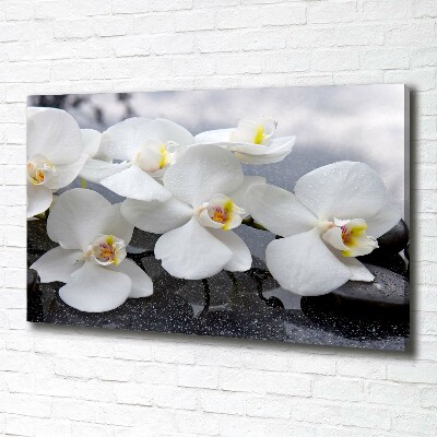 Tableau mural sur toile Fleur de l'orchidée