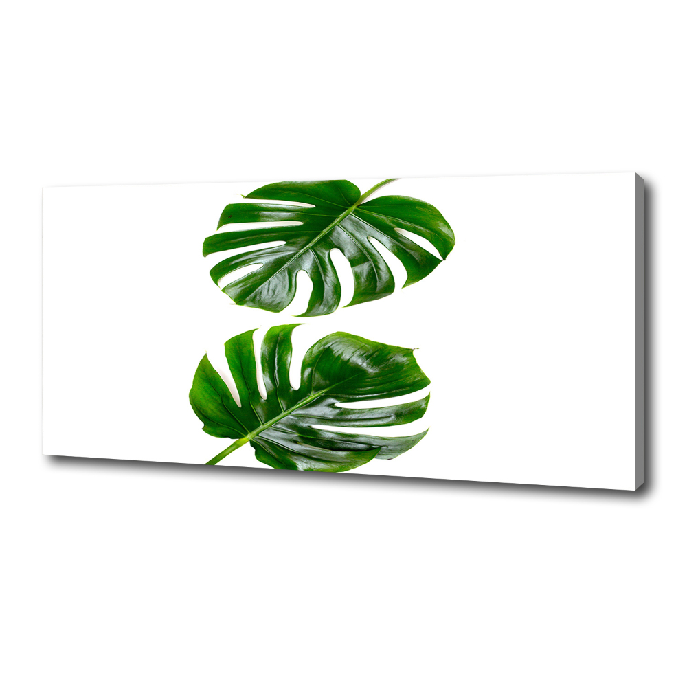 Tableau photo sur toile Monstera feuilles