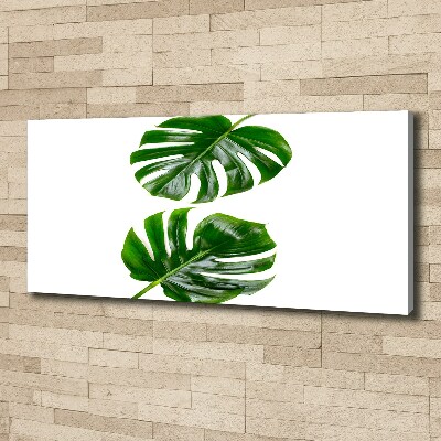 Tableau photo sur toile Monstera feuilles