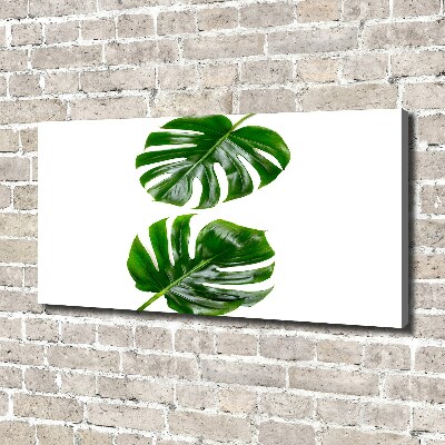 Tableau photo sur toile Monstera feuilles