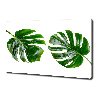 Tableau photo sur toile Monstera feuilles