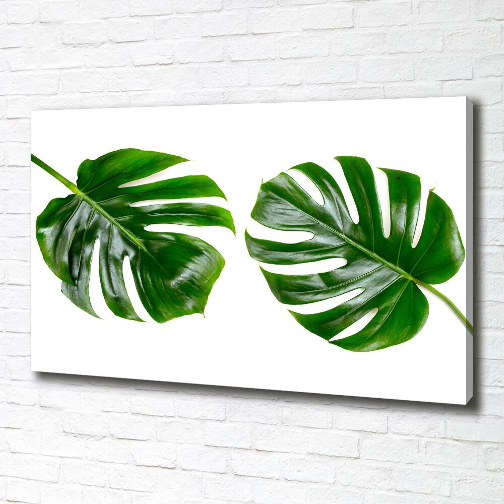 Tableau photo sur toile Monstera feuilles