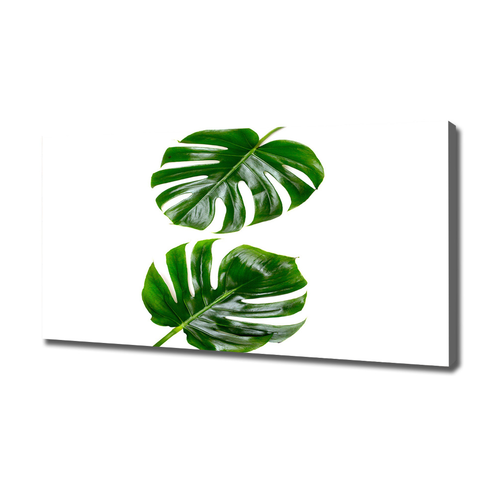 Tableau photo sur toile Monstera feuilles