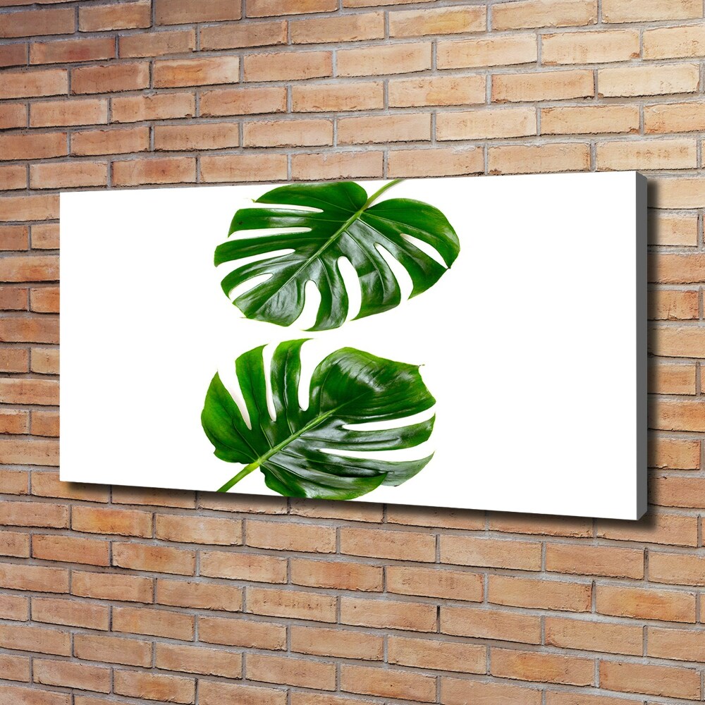 Tableau photo sur toile Monstera feuilles