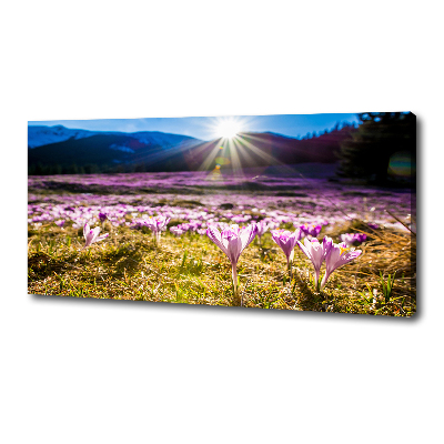 Tableau sur toile Crocus dans une clairière