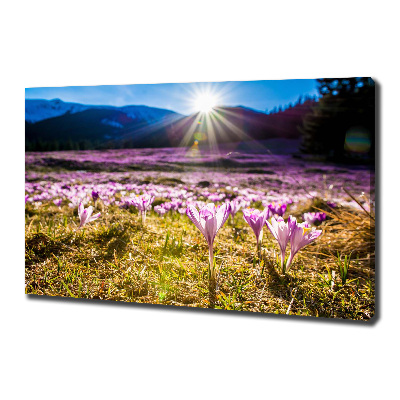 Tableau sur toile Crocus dans une clairière