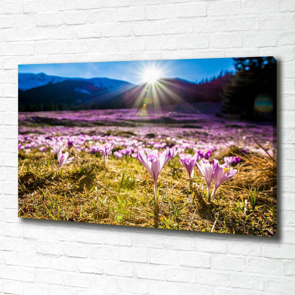 Tableau sur toile Crocus dans une clairière