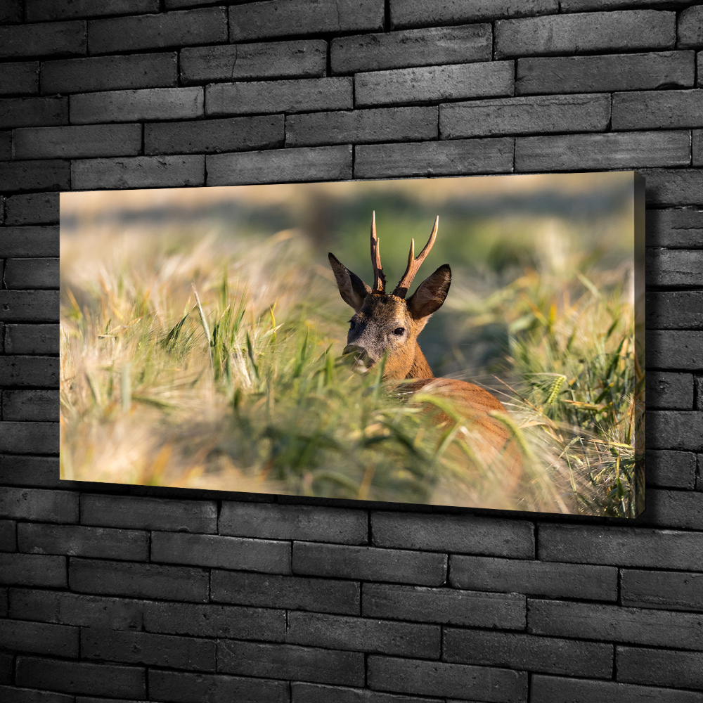 Tableau photo sur toile Cerf dans le champ