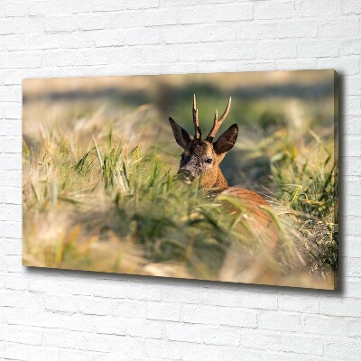 Tableau photo sur toile Cerf dans le champ