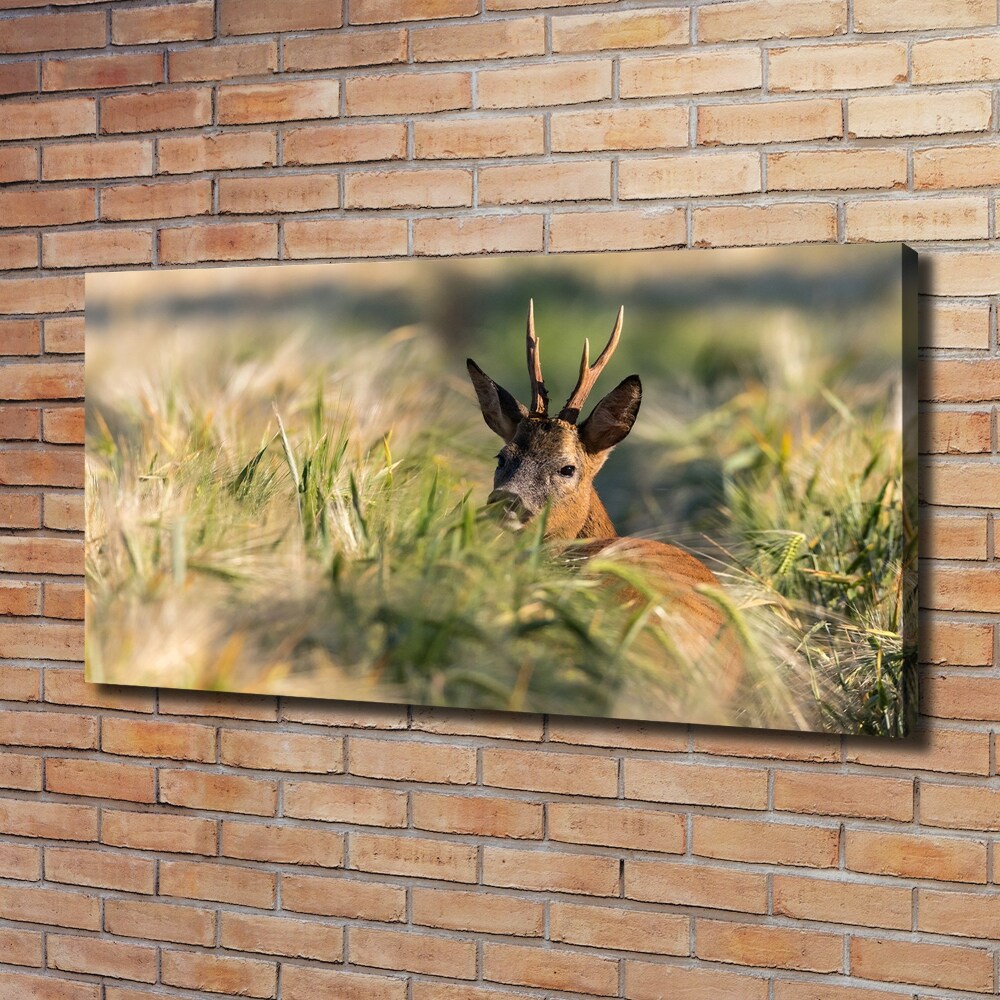 Tableau photo sur toile Cerf dans le champ