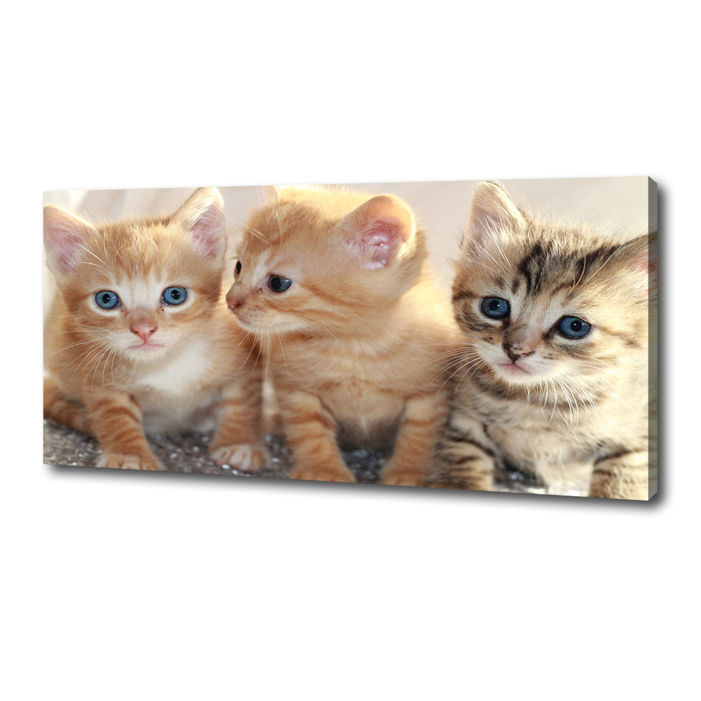 Tableau sur toile Petits chats