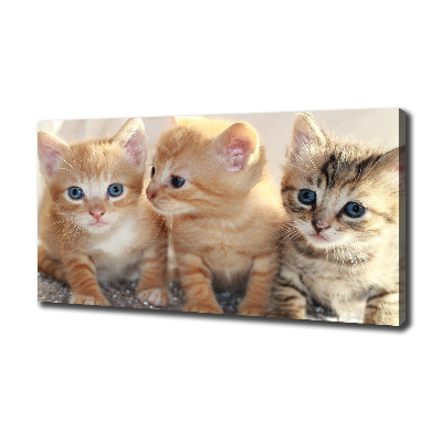 Tableau sur toile Petits chats