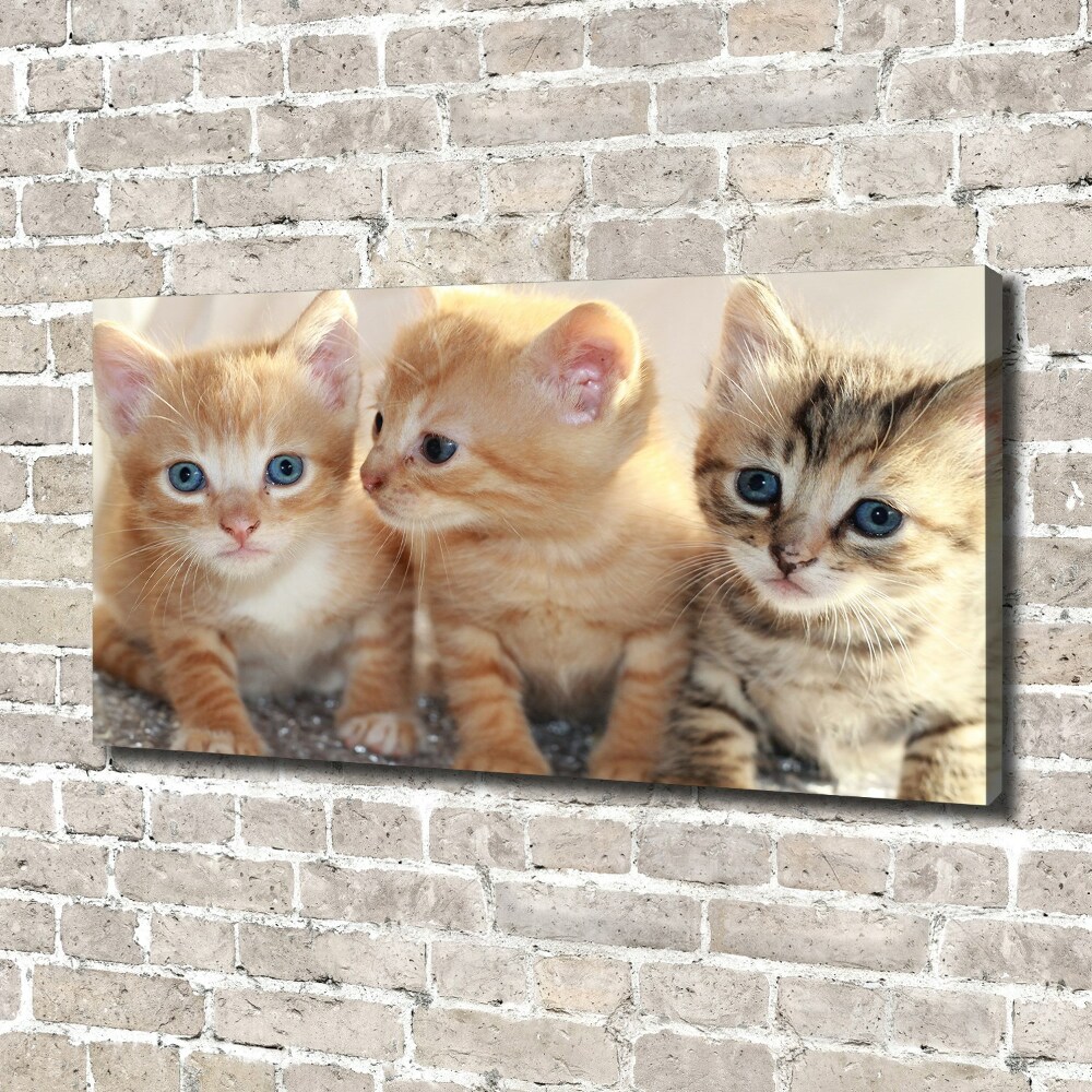 Tableau sur toile Petits chats