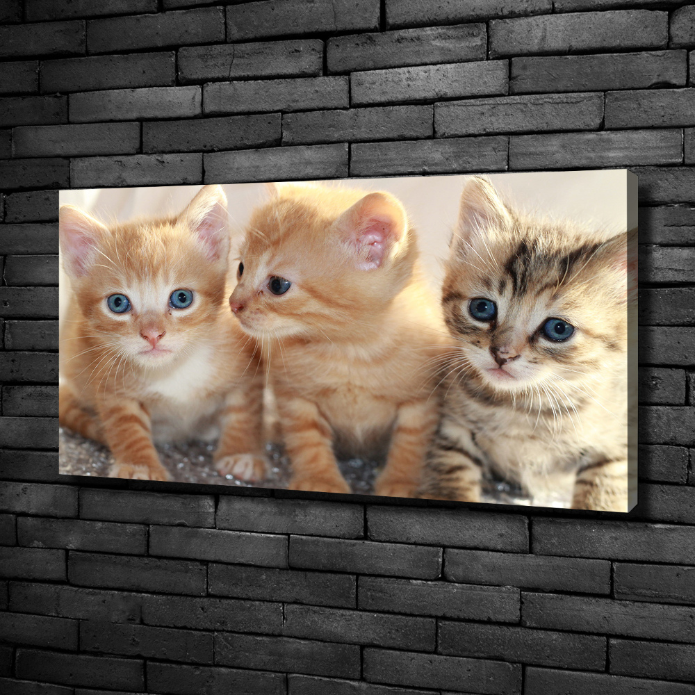 Tableau sur toile Petits chats