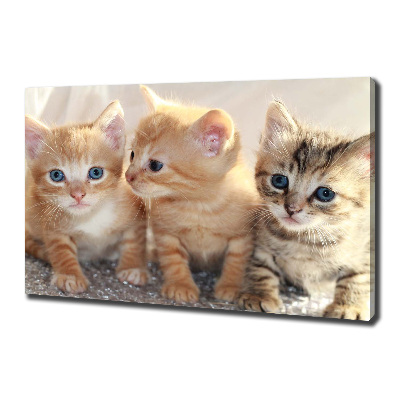 Tableau sur toile Petits chats