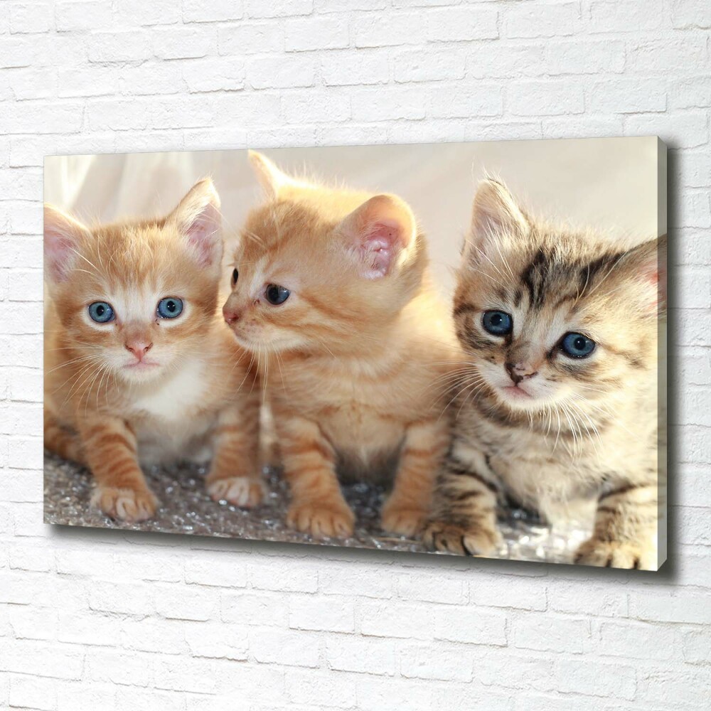 Tableau sur toile Petits chats