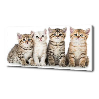 Tableau toile imprimée Petits chats