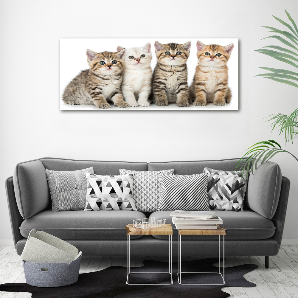 Tableau toile imprimée Petits chats